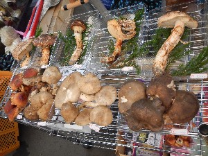 20131012 -T̔ł-_26
