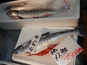 20131012 -T̔ł-_37