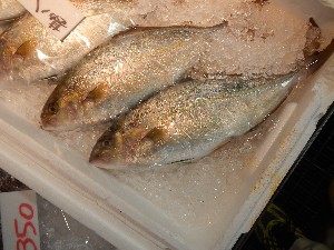 20131012 -T̔ł-_41