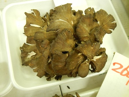 20131020 -���T�̔���ł�-_1