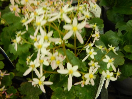 20131020 -���T�̔���ł�-_9