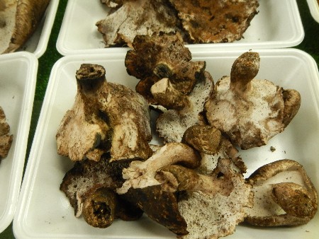 20131020 -���T�̔���ł�-_10