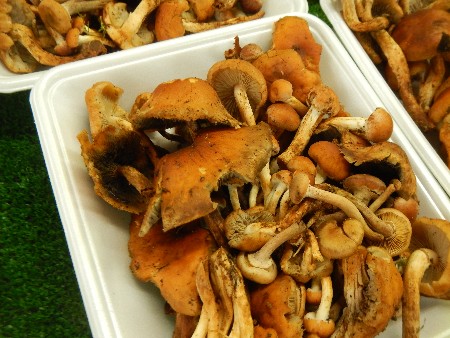 20131020 -���T�̔���ł�-_11