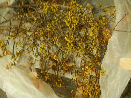 20131020 -���T�̔���ł�-_16