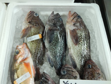 20131020 -���T�̔���ł�-_44