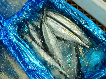 20131020 -���T�̔���ł�-_45