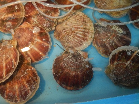 20131020 -���T�̔���ł�-_47