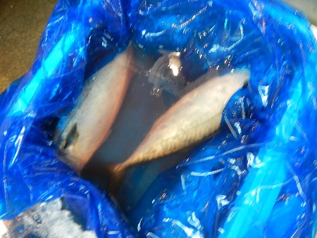 20131020 -���T�̔���ł�-_60