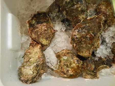 20131020 -���T�̔���ł�-_64