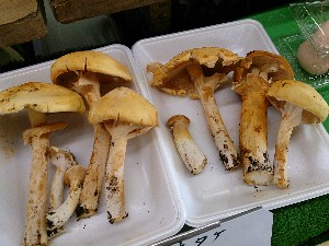 20131102 -T̔ł-_17