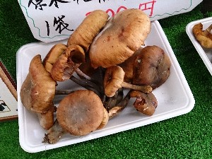 20131102 -T̔ł-_19