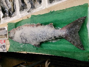 20131102 -T̔ł-_40