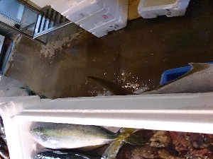20131102 -T̔ł-_50