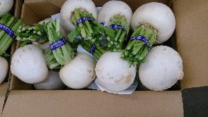 20131109 -T̔ł-_11