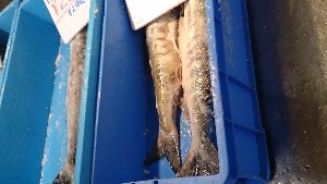 20131116 - T̔ł -_44