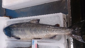 DSC_2424.jpg
