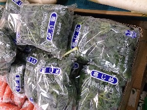 20140118 -T̔ł@-_11