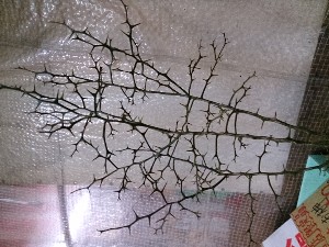 20140118 -T̔ł@-_12