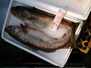 20140118 -T̔ł@-_15