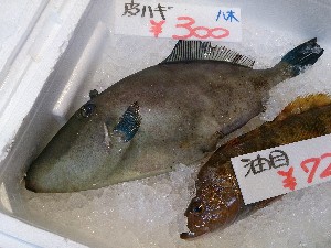 20140118 -T̔ł@-_16
