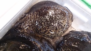 20140208 -T̔ł-_4