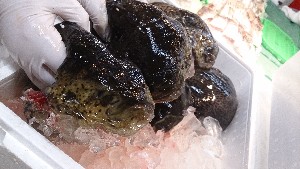 20140208 -T̔ł-_5