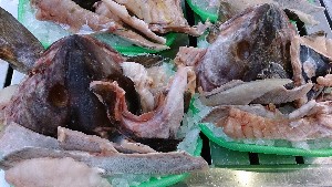 20140208 -T̔ł-_25
