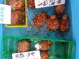 20140524 -T̔ł-_33