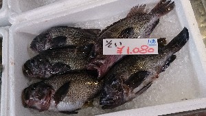 20140531 -T̔ł-_23