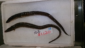 20140719  - T̔ł -_24