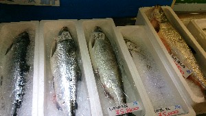20140816  - T̔ł -_17