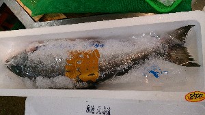 20140816  - T̔ł -_24