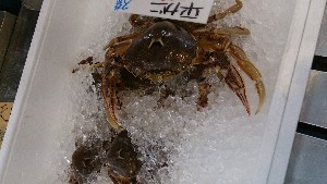 20140906 - T̔ł -_15