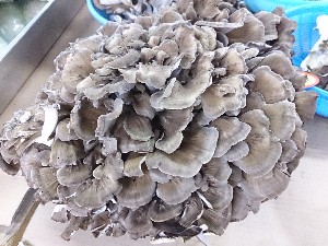 20141025 | T̔ł -_24