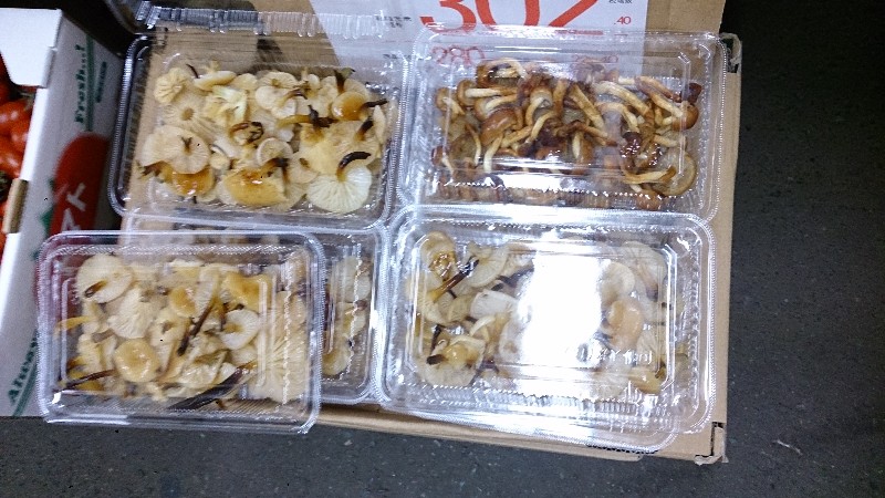 20141101 | T̔ł -_16