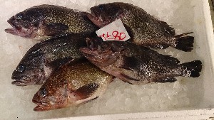 20141213 -T̔ł-_23