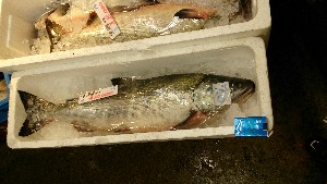 20141213 -T̔ł-_25