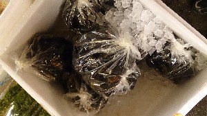 20141213 -T̔ł-_45