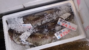 20141227 -T̔ł-_34