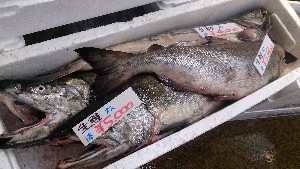 20141227 -T̔ł-_35
