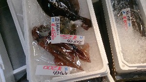 20141227 -T̔ł-_37