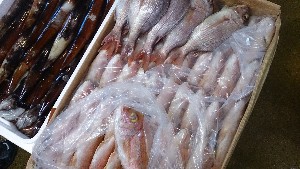 20141227 -T̔ł-_51