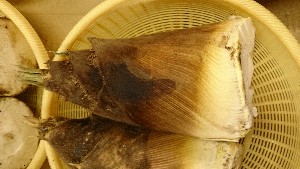 DSC_1337.jpg