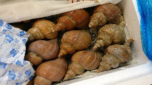 DSC_1377.jpg