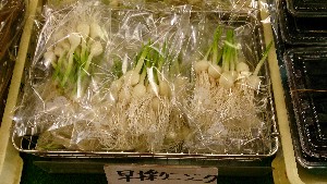 20150418 - {̔ł@|_19
