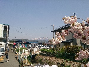 20150502 - T̔ł@QER̓cƂłII|_2