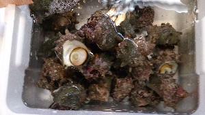 20150516 - T̔ł|_41