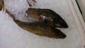 DSC_2667.jpg