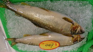 DSC_2793.jpg