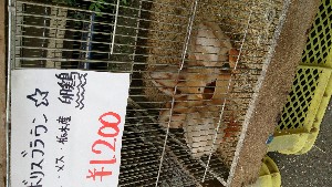 DSC_2831.jpg